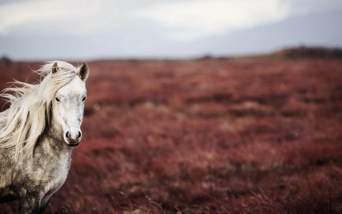 White horse in a field