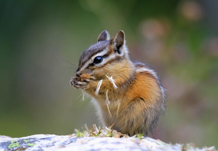 Chipmunk eating grass on a rock
