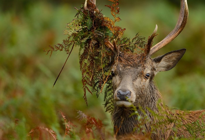 Deer with ferns on its antlers in a forest