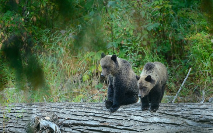 Two brown bears on a fallen tree trunk