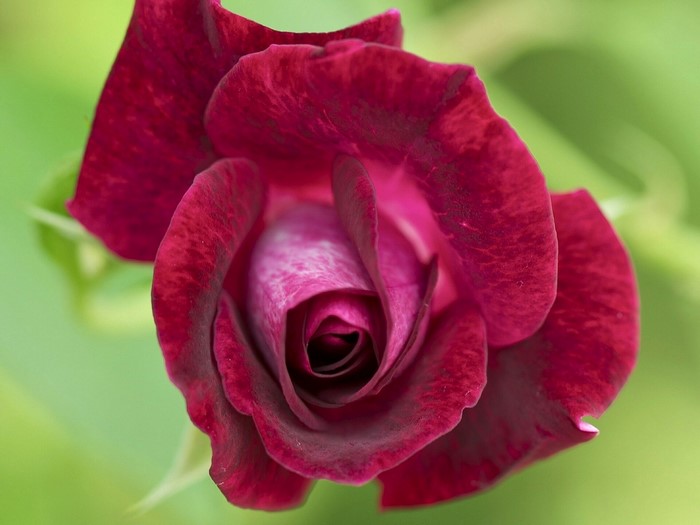 Close-up of a deep red rose