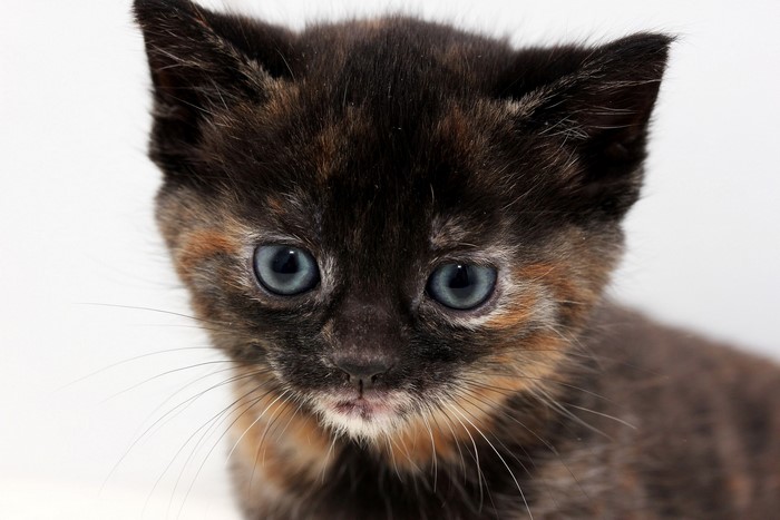 Close-up of a Tortoiseshell Kitten's Face