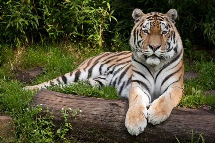 Tiger lying on a log