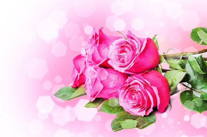 Four Pink Roses with Bokeh Background