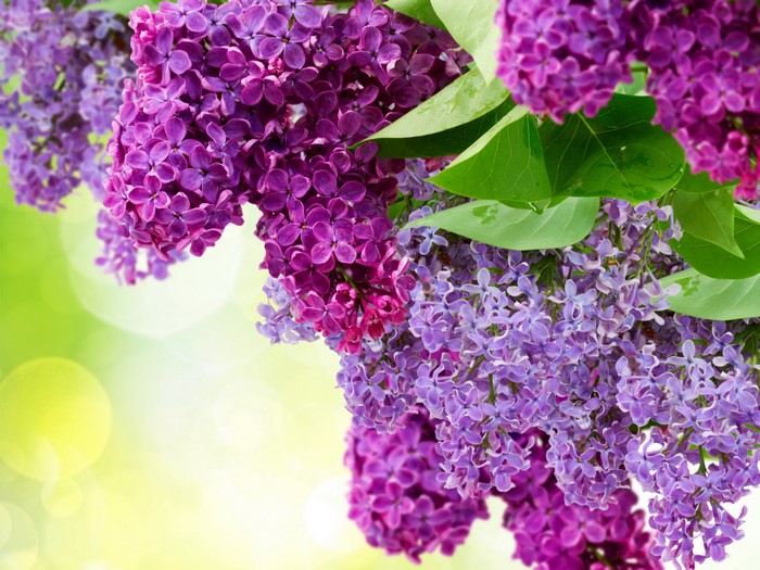Purple and pink lilac flowers with green leaves