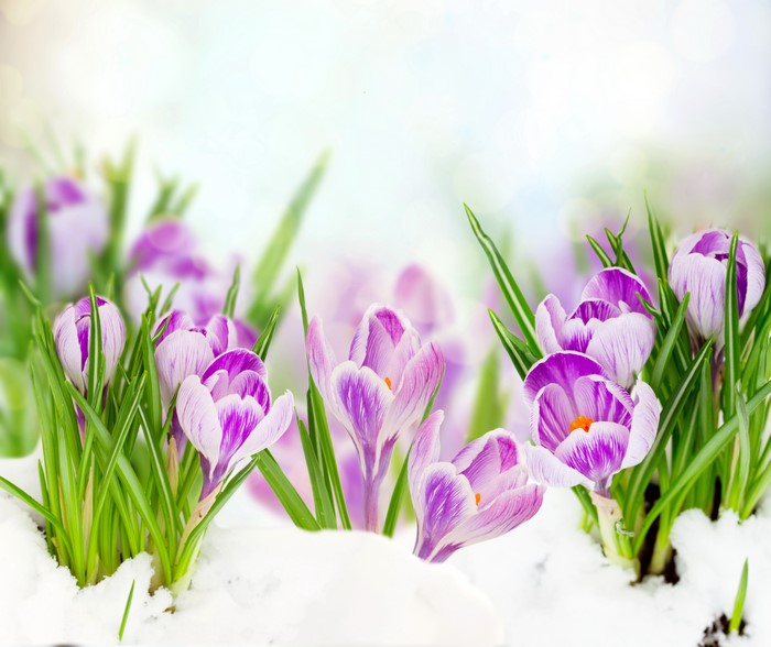 Purple Crocuses Blooming in Snow