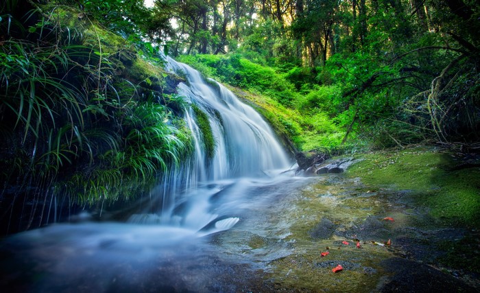 Waterfall in a lush green forest