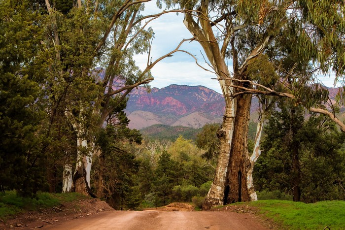 Dirt road through trees with mountains in the background