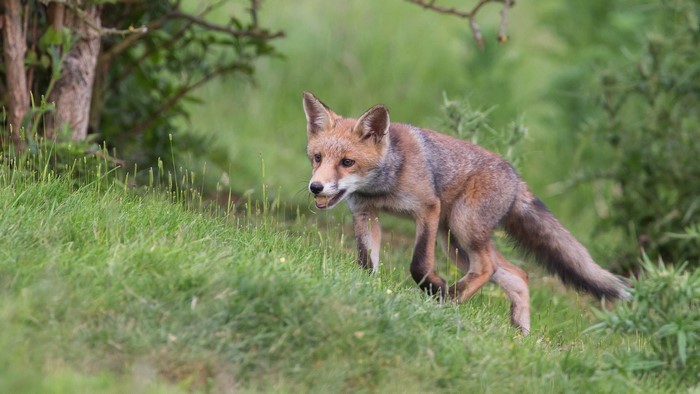 A fox walks through green grass
