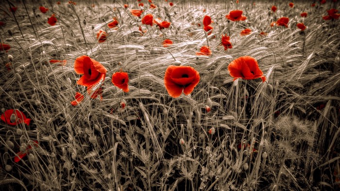Red poppies in a wheat field