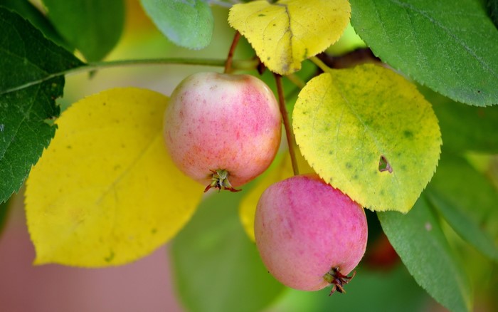 Two small apples on a branch with yellow and green leaves