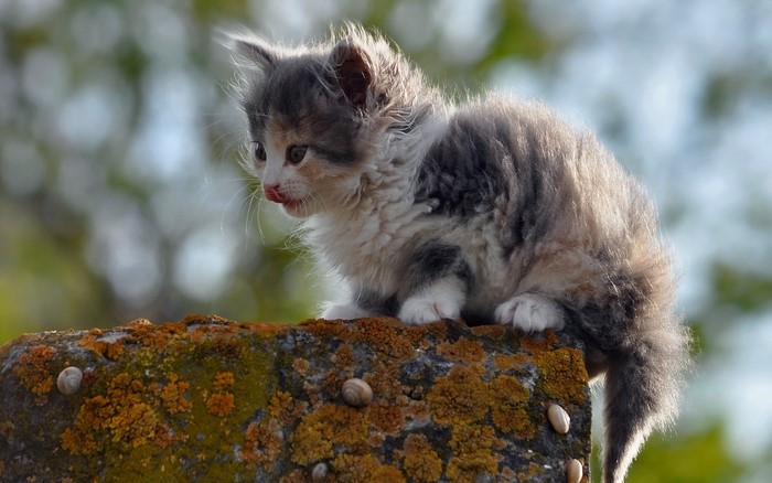 Fluffy kitten sitting on a mossy stone