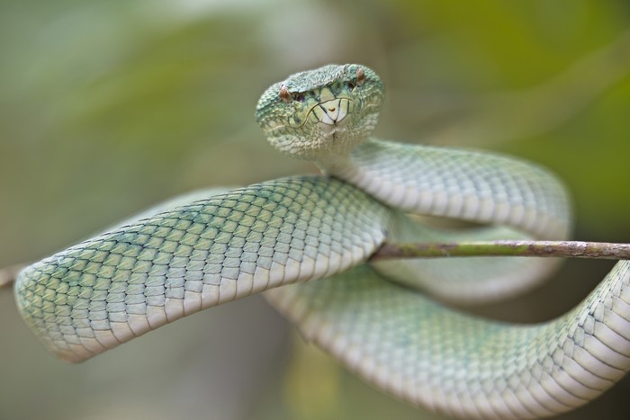Wagler's Pit Viper coiled on a branch