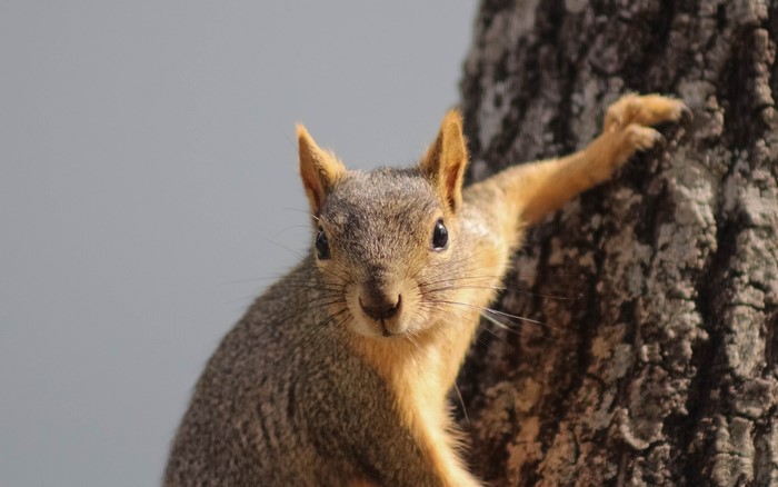 Squirrel on a tree trunk