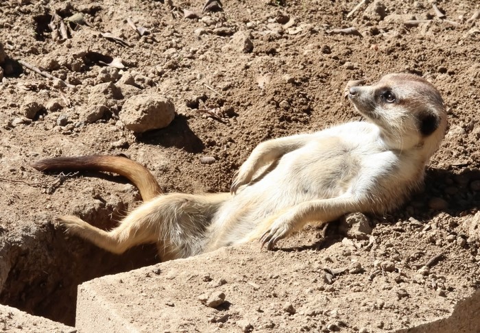 Meerkat relaxing in dirt hole