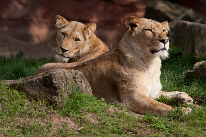 Two lions resting on grass