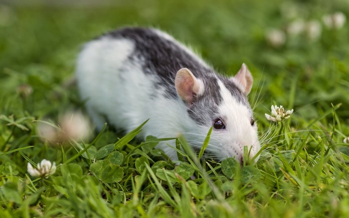 A black and white rat in green grass