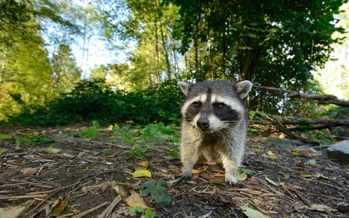 Raccoon in a forest setting