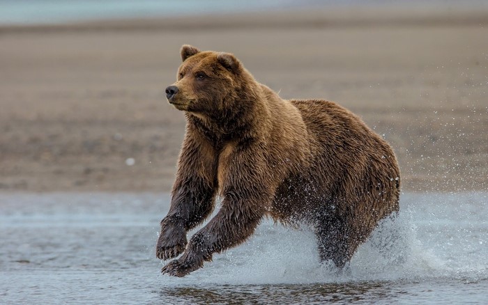 Brown bear running through water