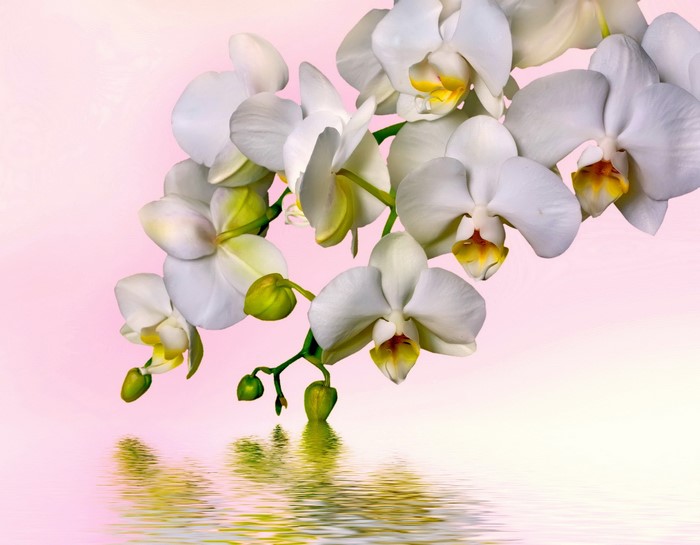 White orchids reflected in water