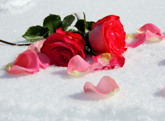 Two red roses with pink petals on snow