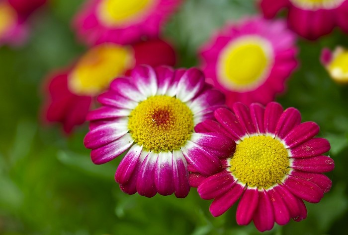 Close-up of pink and white daisies with yellow centers