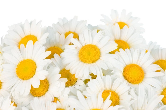 Many white camomiles with yellow centers