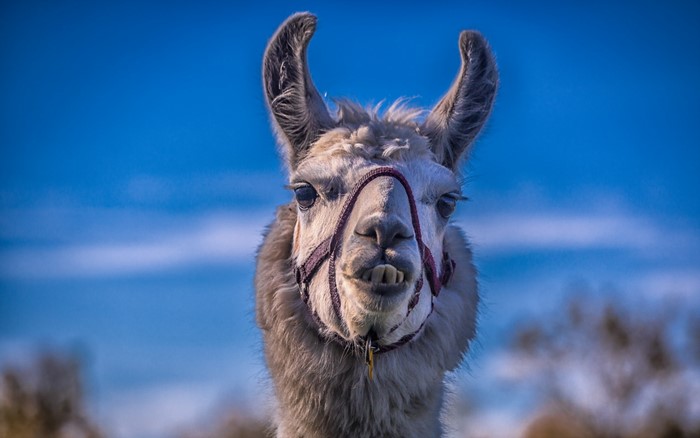 Llama with a halter against a blue sky