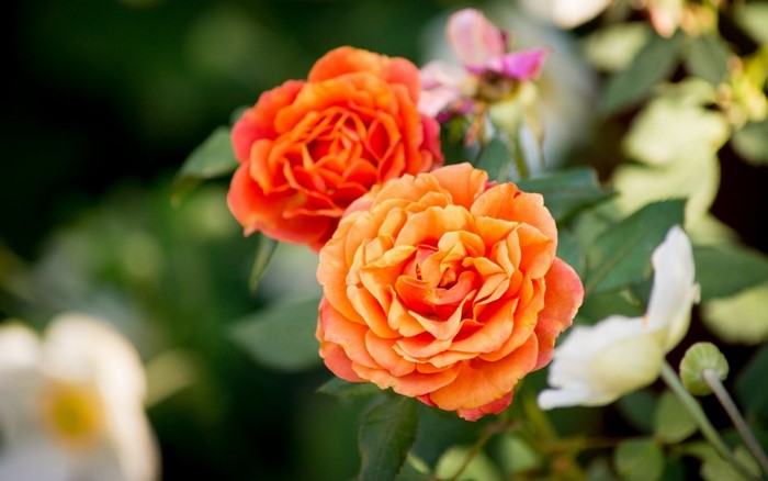 Two orange roses in a garden