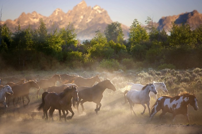 Herd of horses running in a misty field with mountains