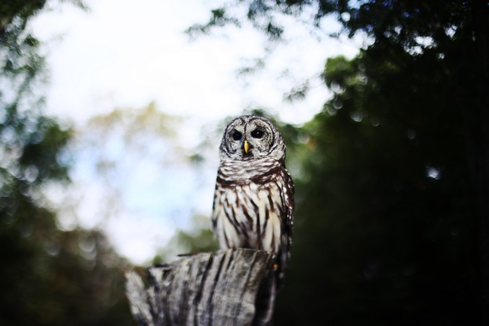 Barred Owl perched on a tree stump