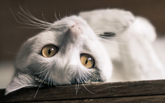 Close-up of a white cat with yellow eyes