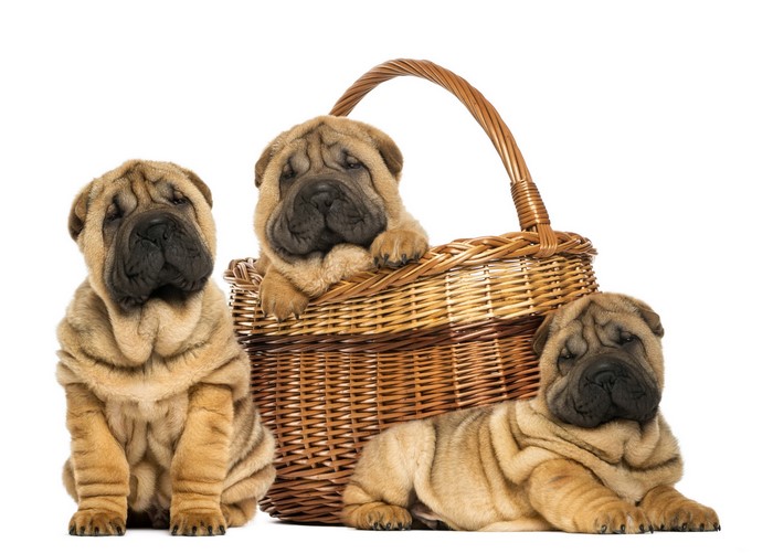 Three Shar Pei puppies in a wicker basket