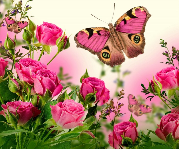 Pink Roses and Butterflies