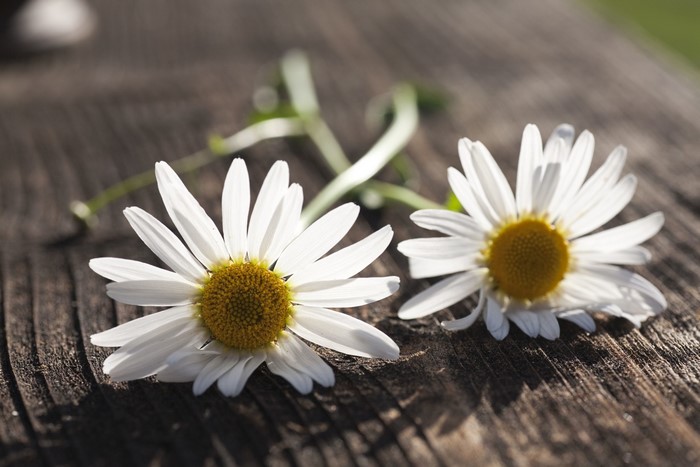 Two daisies on a wooden surface