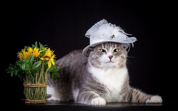 Cat wearing a white hat with flowers