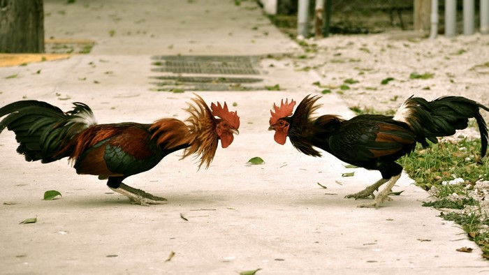 Two roosters facing each other on a path