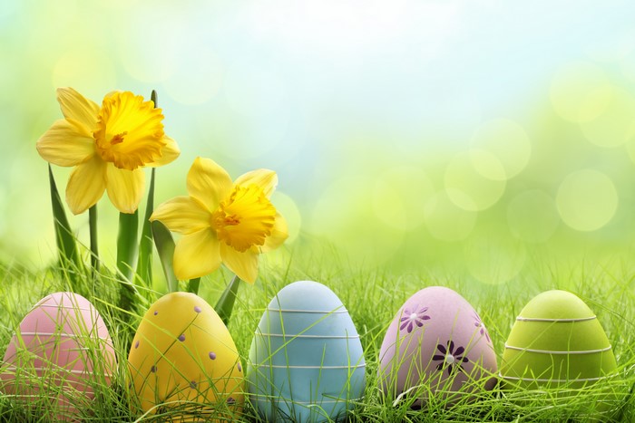 Easter Daffodils and Decorated Eggs in Grass
