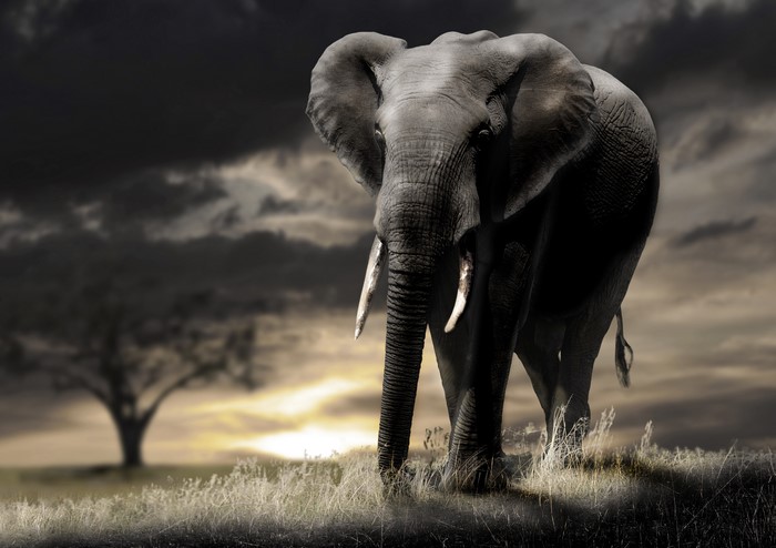 Elephant in a field at sunset