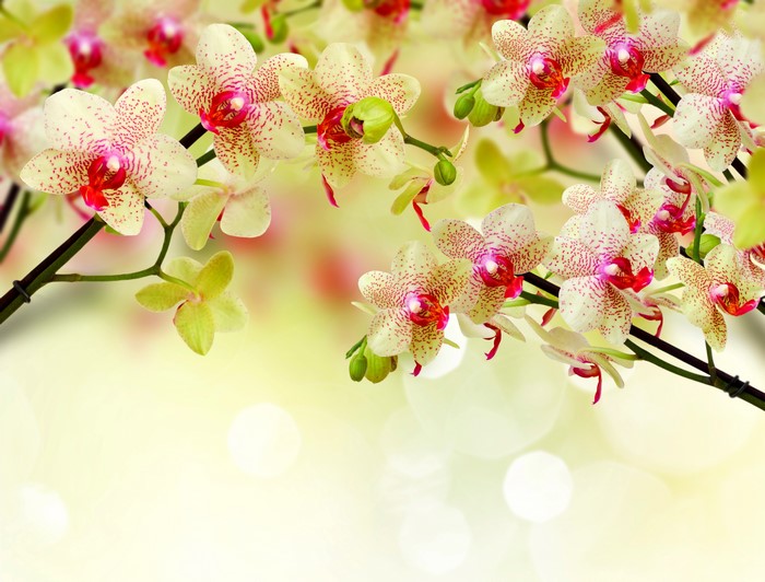Phalaenopsis orchids with red spots