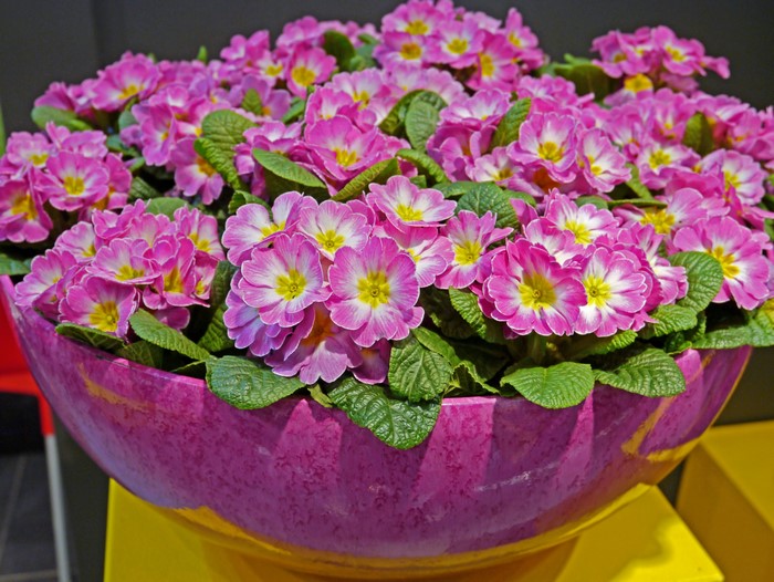 Pink Primula flowers in a purple pot