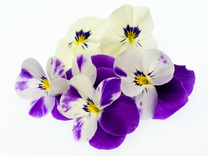 Purple and white pansies on a white background
