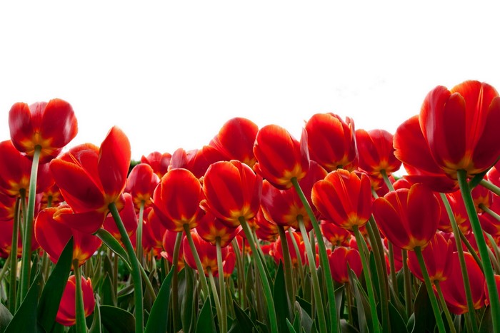 Field of Red Tulips