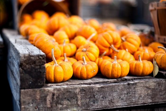 Many small pumpkins on a wooden surface