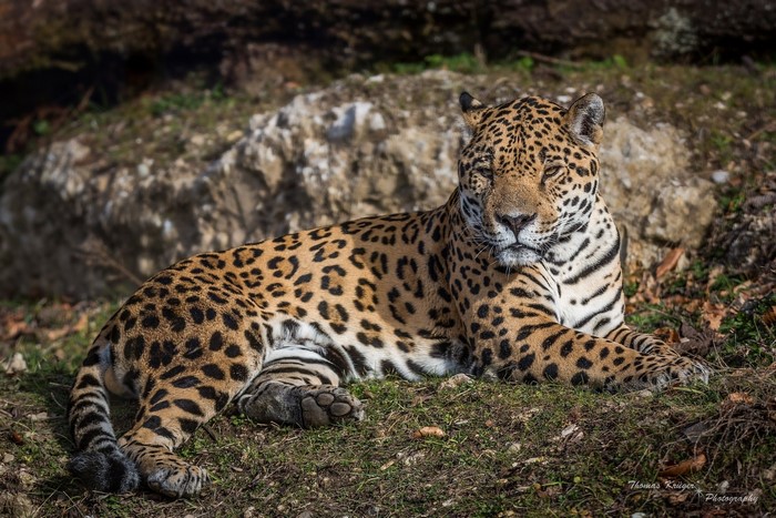Jaguar lying on the ground