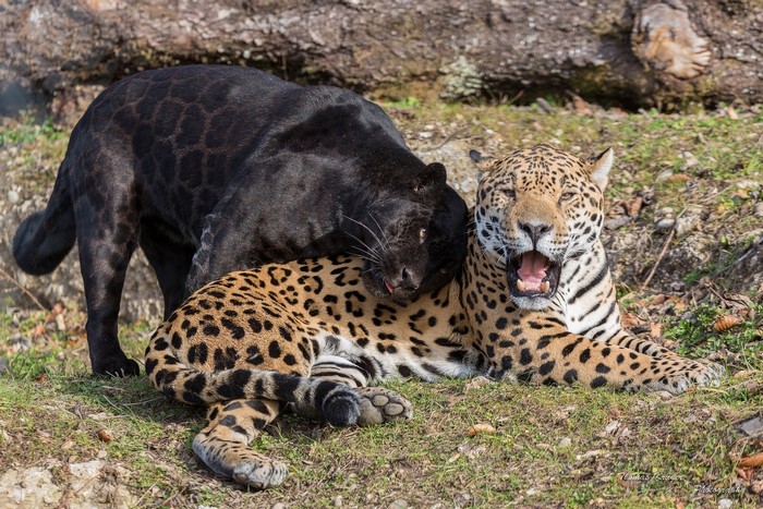 Two jaguars, one black, interacting outdoors