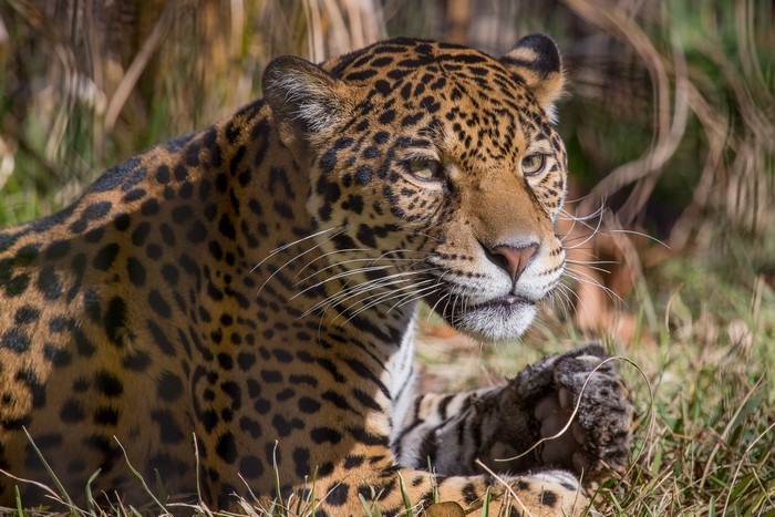 Jaguar lying in grass
