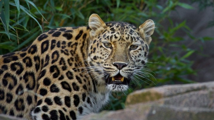 Leopard with spotted fur in natural habitat