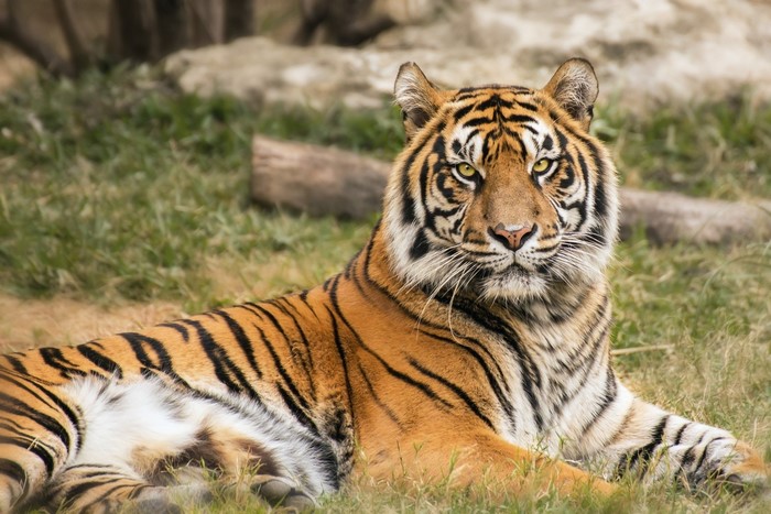 Tiger lying on grass