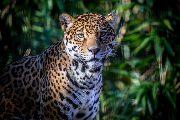 Jaguar in a forest